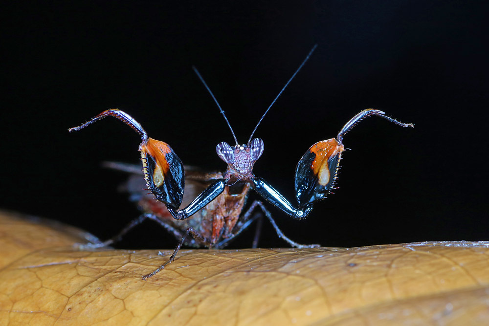 Pseudohestiasula