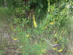 Melilotus suaveolens