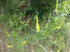 Melilotus suaveolens