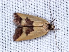 Ageletha hemiteles