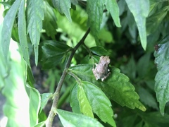 Kurixalus idiootocus