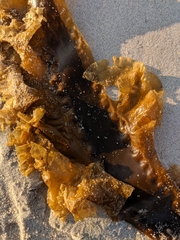 Laminariaceae