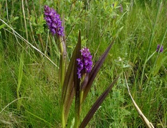 Dactylorhiza incarnata cruenta