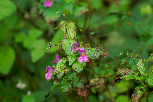 Image of Impatiens textorii by (c) WATANABE Hitoshi 渡辺仁, some rights reserved (CC BY)