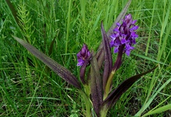 Dactylorhiza incarnata cruenta