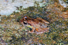 Haycock Bubble-Nest Frog photo 2