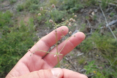 Galium pilosum