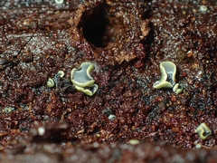 Chlorosplenium