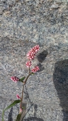 Persicaria maculosa