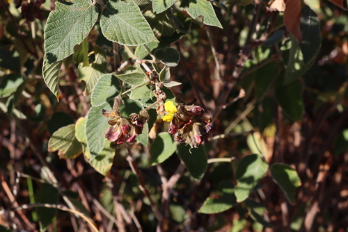 Northern Shaggybush (Rhynchosia clivorum)
