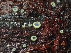 Chlorosplenium