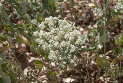 Lepidium appelianum