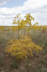 Ferula