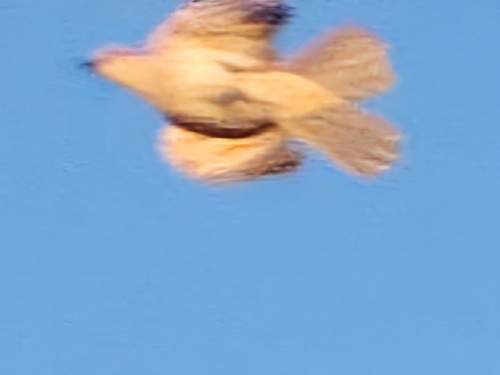 Rufous Songlark (Cincloramphus mathewsi), photo 3
