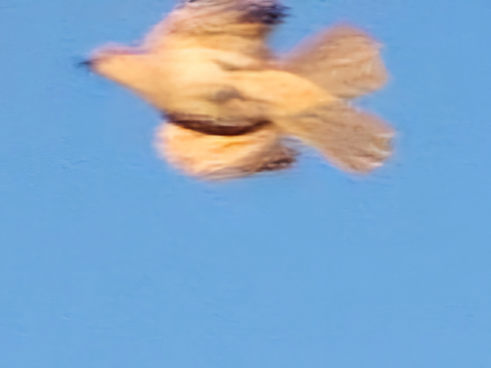 Rufous Songlark illustration