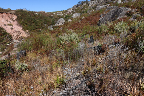 Widdringtonia whytei, photograph 2