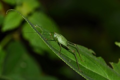 Phaneroptera nigroantennata