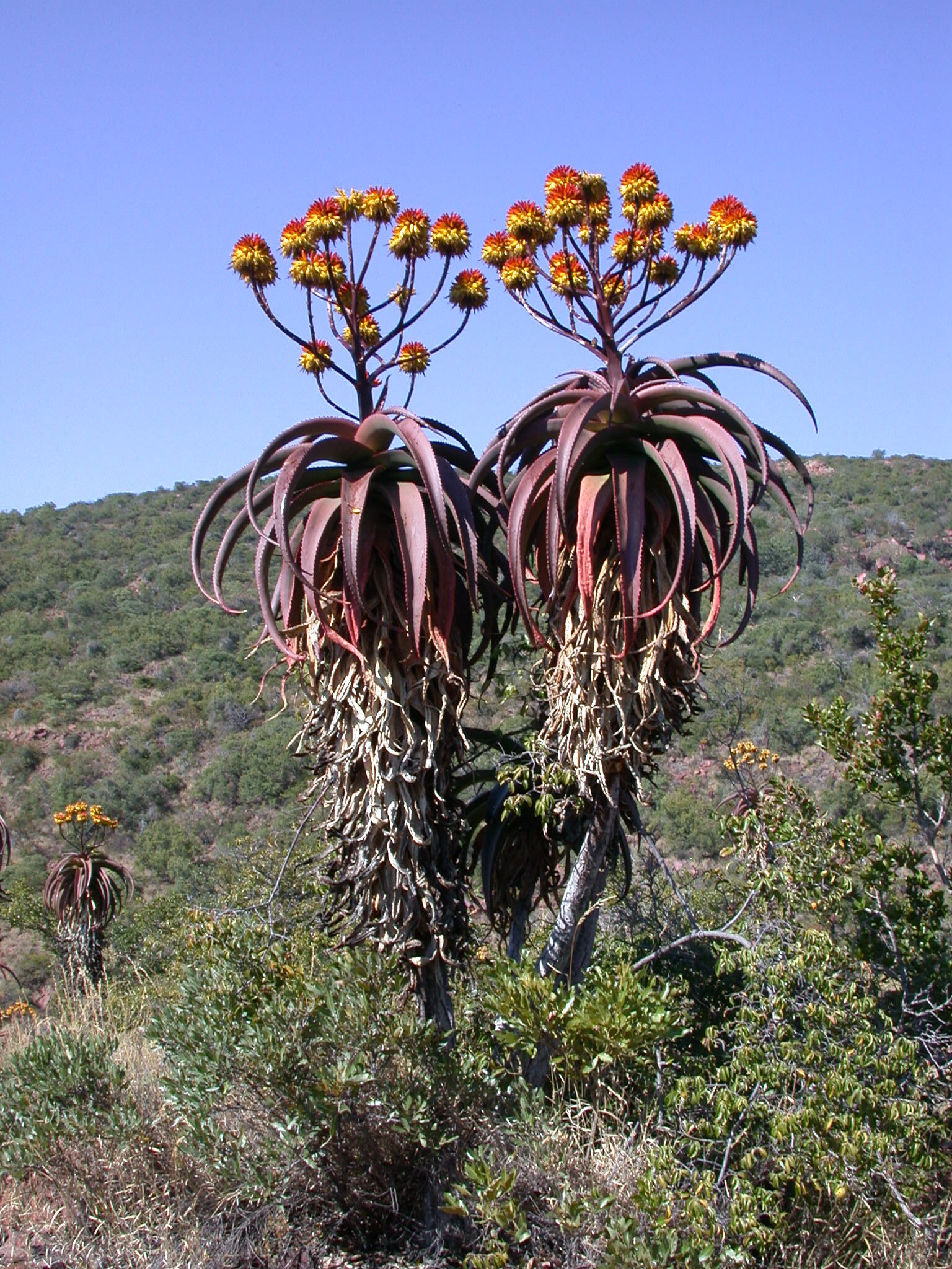 Wylliespoort Aloe (Aloe angelica)  iNaturalist