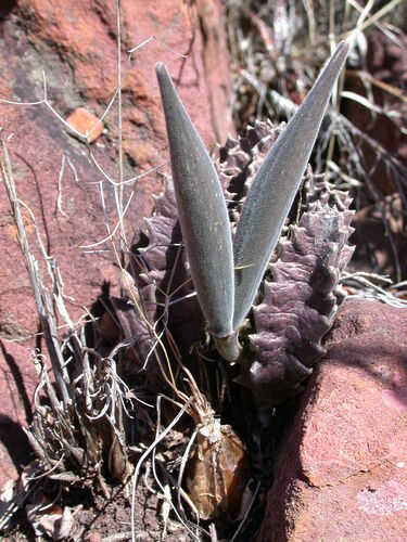 Gonostemon clavicorona (I.Verd.) P.V.Heath 2