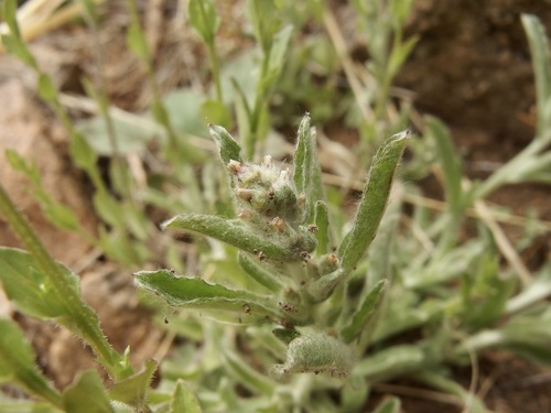 Image of Gamochaeta stagnalis by (c) Sue Carnahan, some rights reserved (CC BY)