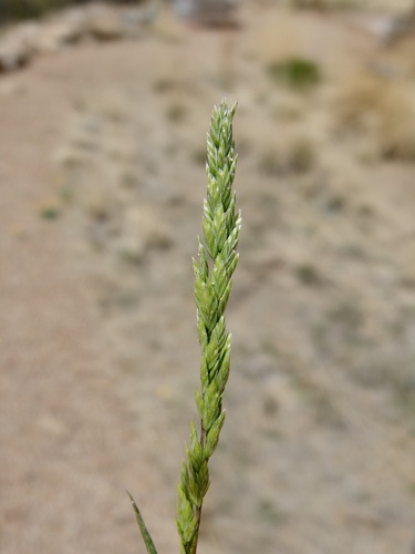 Image of Bigelow's Bluegrass (Poa bigelovii) by (c) Sue Carnahan, some rights reserved (CC BY)