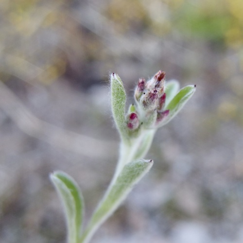 Image of Gamochaeta stagnalis by (c) Sue Carnahan, some rights reserved (CC BY)