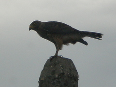 Rupornis magnirostris