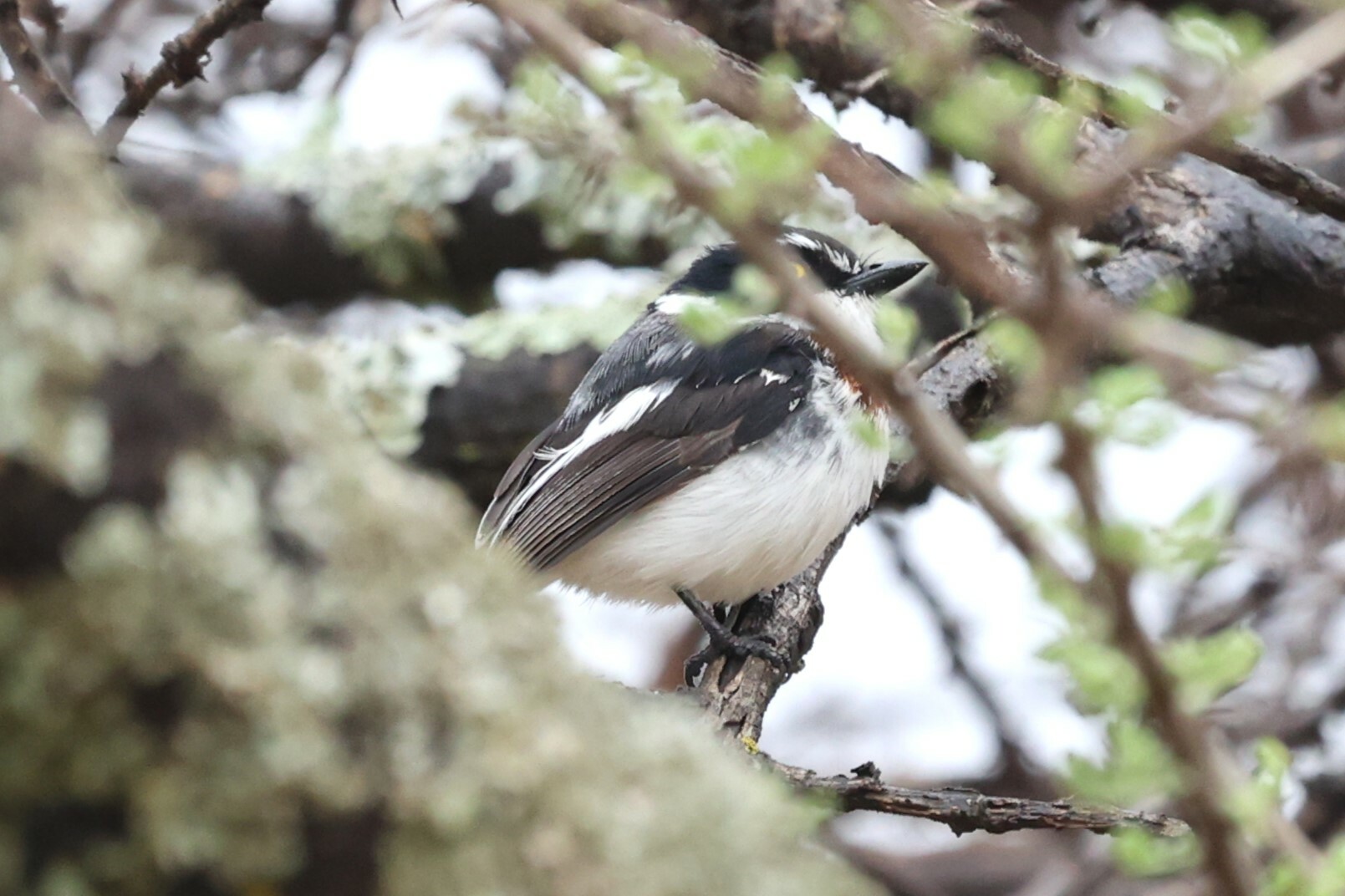 Western Black-headed Batis (Batis erlangeri), photo 5