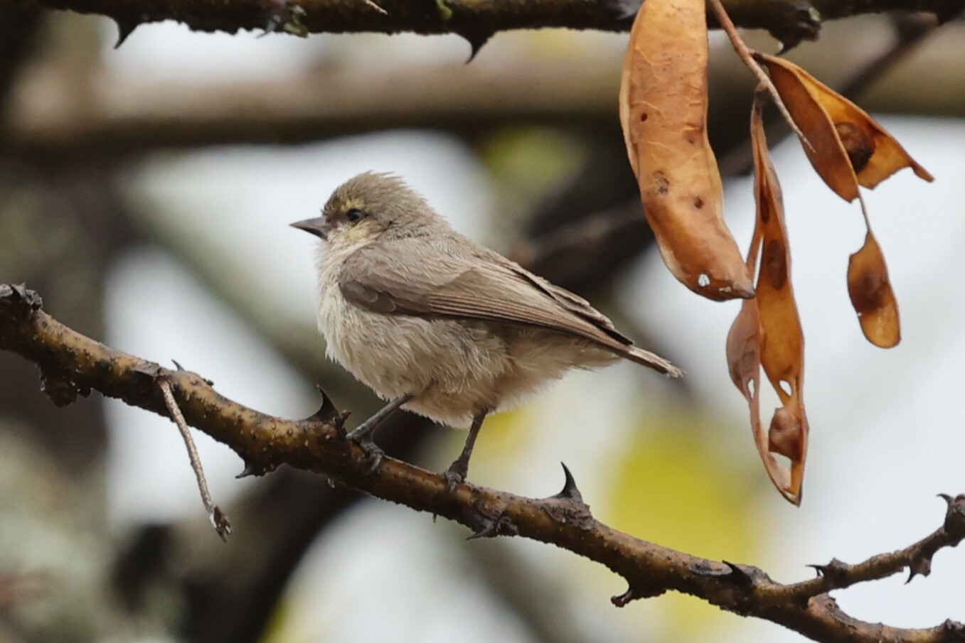 Mouse-colored Penduline Tit (Anthoscopus musculus), photo 2