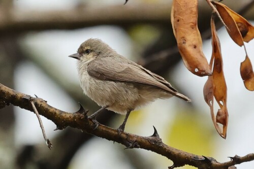 Mouse-colored Penduline Tit (Anthoscopus musculus)