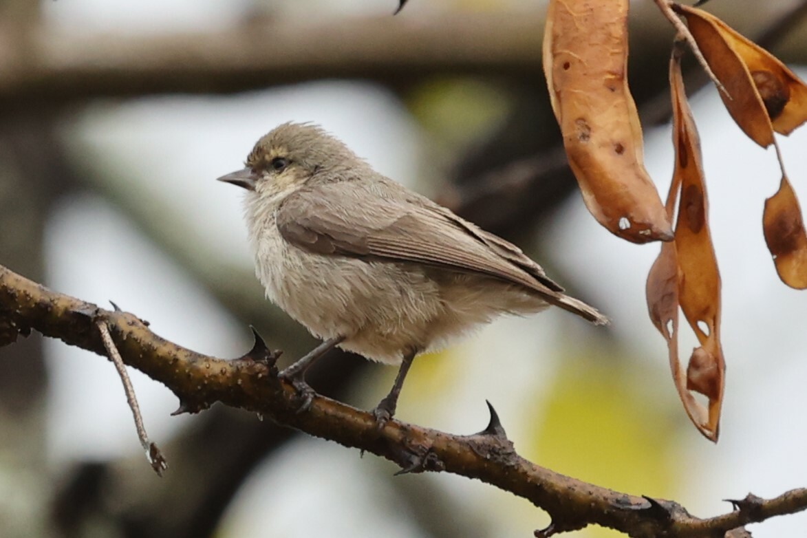 Mouse-colored Penduline Tit (Anthoscopus musculus), photo 1