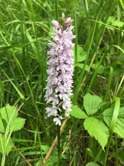 Dactylorhiza maculata