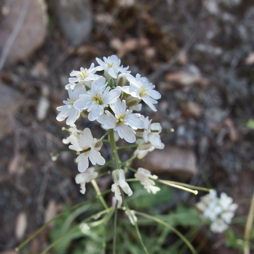 Image of Dryopetalon runcinatum by (c) Sue Carnahan, some rights reserved (CC BY)