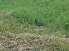Porphyrio martinica
