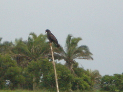 Rostrhamus sociabilis