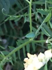 Vicia ochroleuca