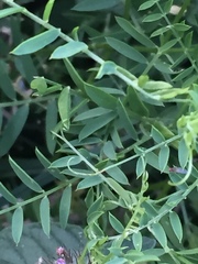 Vicia ochroleuca