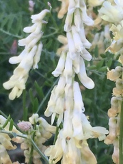 Vicia ochroleuca