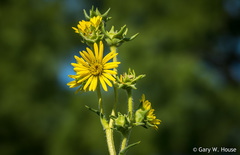 Silphium laciniatum