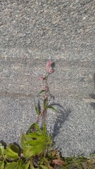 Persicaria maculosa