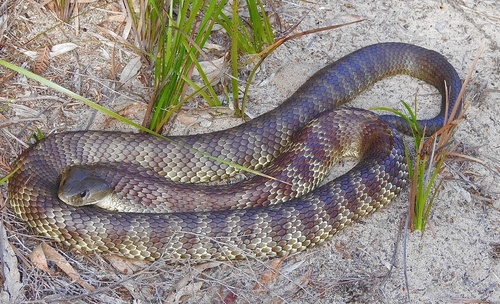Tiger Snake sighting