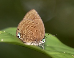 Arhopala major major