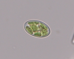 Oocystis