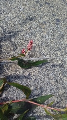 Persicaria maculosa