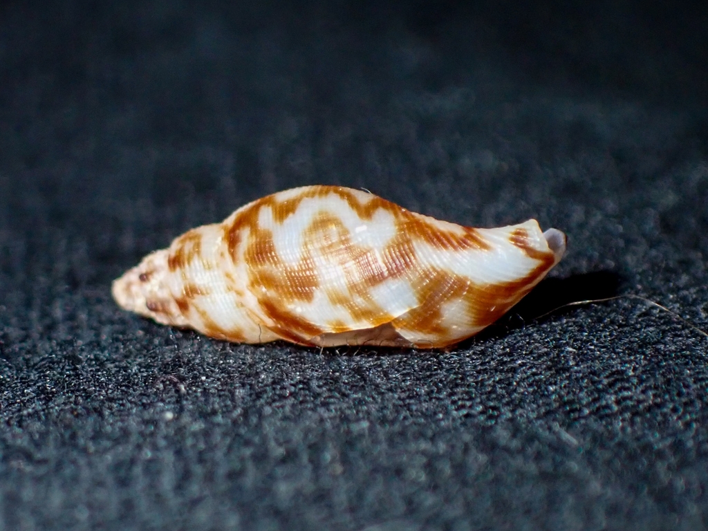 Volute Daphnella