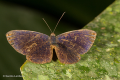 Metacharis regalis