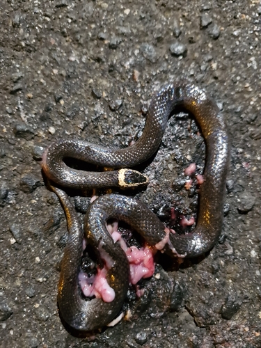 White-crowned Snake sighting