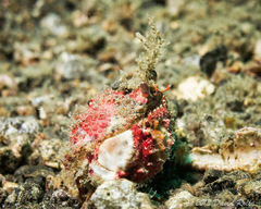 Calappa bicornis