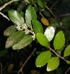 Ilex vomitoria