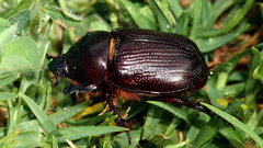 Cheiroplatys latipes